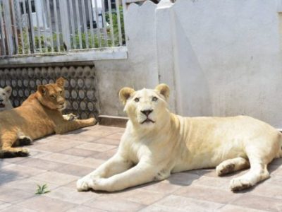 Mascotismo y derechos animales: Una relación que debe&nbsp;replantearse